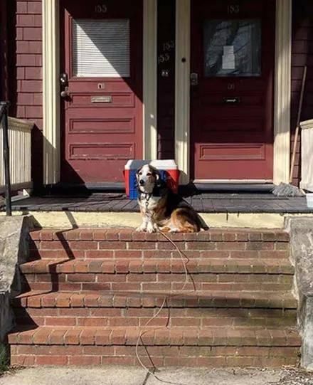  院子|狗子在院子经常被路人撸，主人贴心放消毒液：摸狗之前先消毒！