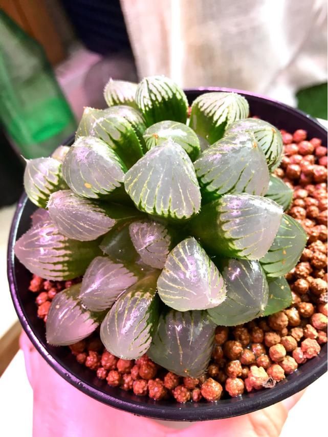  水晶|玉露灰扑扑，只要一个塑料瓶，立马变成“水晶玉露”