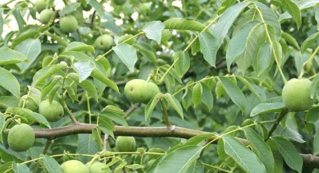  大小|鸡蛋大小的核桃出现腐烂咋办？别着急，找原因、用对药，轻松解决