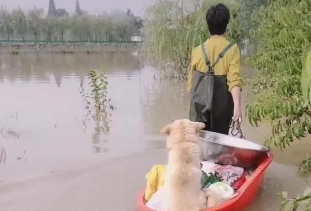 红盆|洪水爆发,母亲让狗坐大盆里儿子去趟水,网友:到底谁是亲生的?
