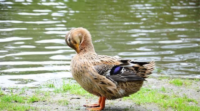 妈妈|吃鹅肉的人很多,超市却没有鹅蛋卖,也很少见人吃鹅蛋,为什么呢