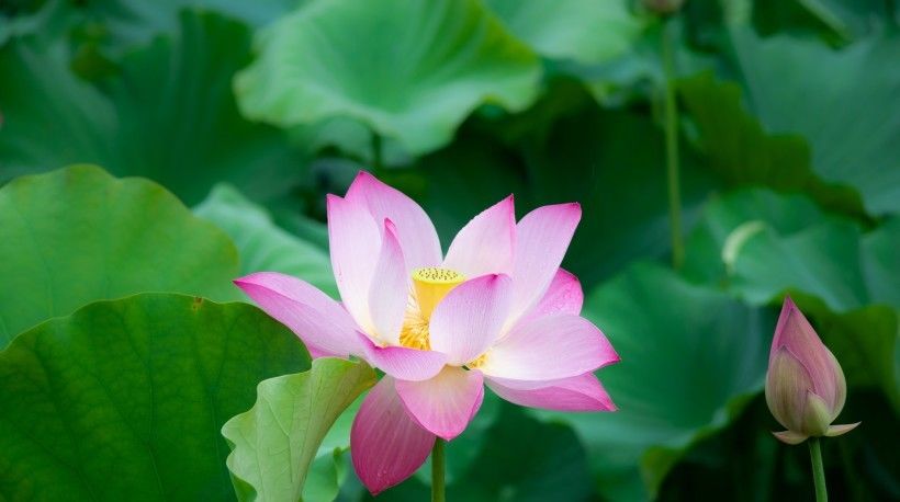  好心|8月开始好心有好报，财运一路飙升，人生完美逆转的四大生肖