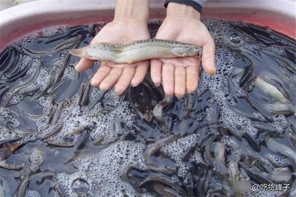  沦为|人称“水中人参”，怎么做都好吃，乡下人都吃过，可惜沦为放生鱼