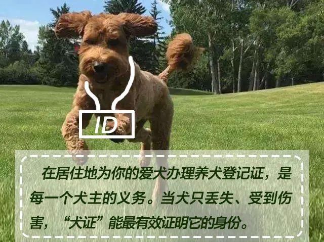 收藏|文明养犬，宠爱有方，《朋友圈式养犬指南》请收藏！