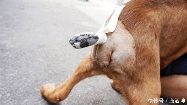 尾巴|为什么有的狗狗一出生, 就要将它的尾巴剪掉?