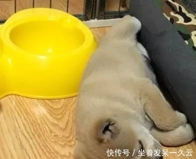 检查|狗狗1天不吃不喝只睡觉,送去医院,检查后主人笑死了!