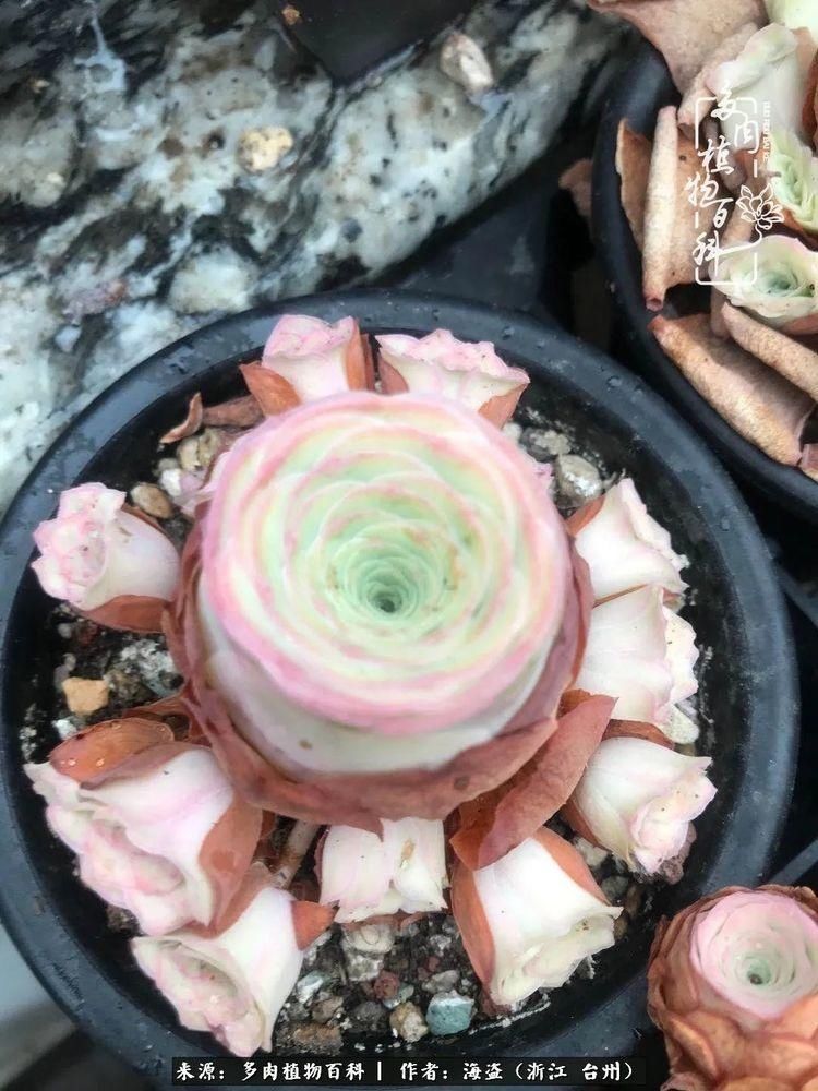  梅雨季|干货：高温高湿梅雨季，山地玫瑰养护提醒，帮你远离黑腐！