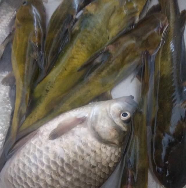  脱钩跑鱼|野钓时连续跑鱼，有哪些原因，浅谈一下个人见解