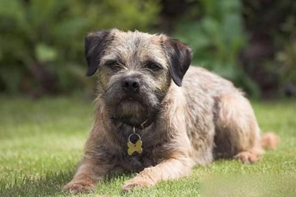 狂犬病|当猫狗狂犬病进入发作期的时候,会出现下面几种症状!