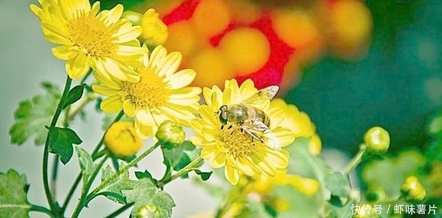 肝脏|养肝就是养命！肝不好的人，白开水里加点它，排出多年肝毒