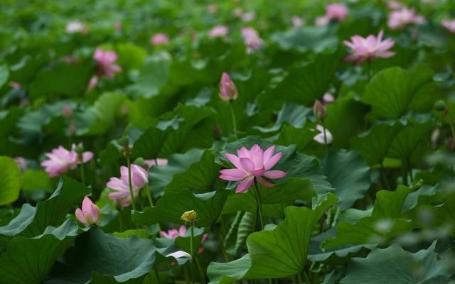  山间|京郊荷花 在山间悄悄盛放