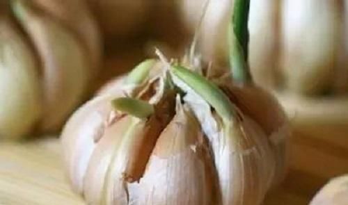  你个|大蒜的保存其实很简单，教你个土法子，再也不用担心大蒜长芽干瘪