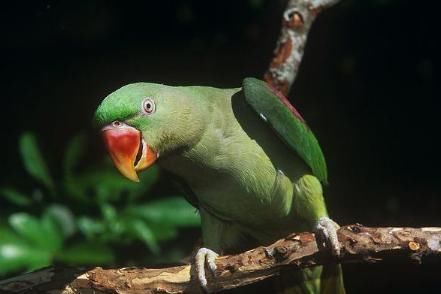  希望|大学生一售卖鹦鹉获刑6年，女友称已上诉，希望二审能轻判