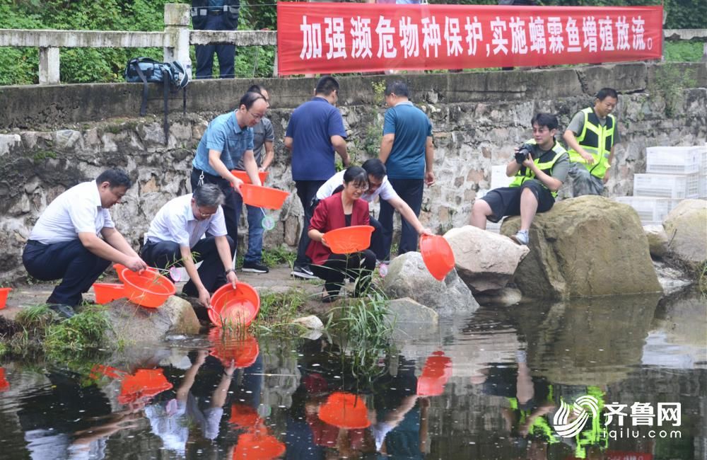  山林|泰山螭霖鱼人工增殖放流 13万尾螭霖鱼苗回归山林