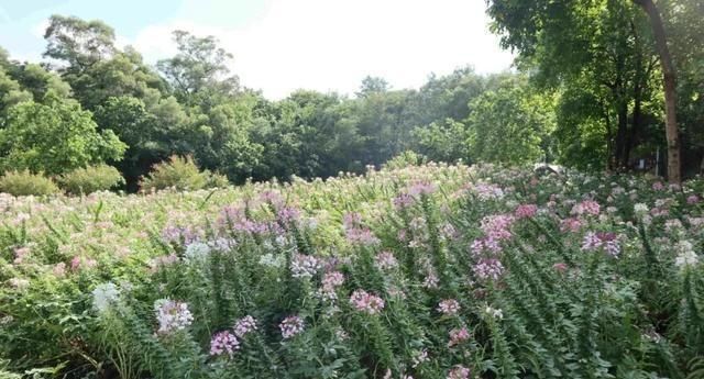  醉蝶花|花都湖公园的花海绽放，美成仙境！快来打卡！