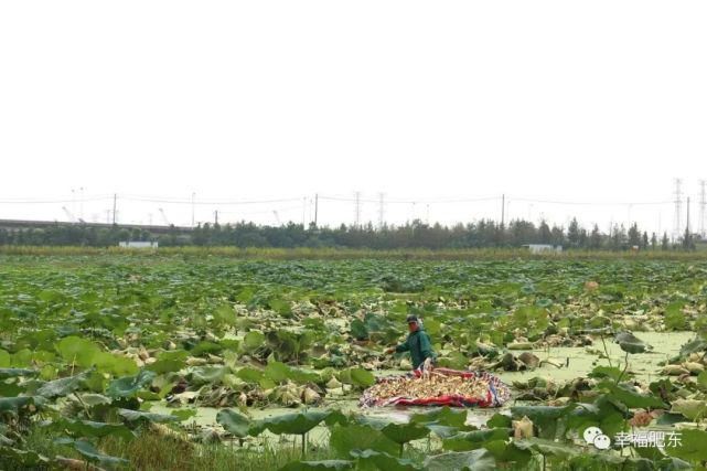  肥东|震撼！肥东霸屏央视！惊艳全国！这次是因为……