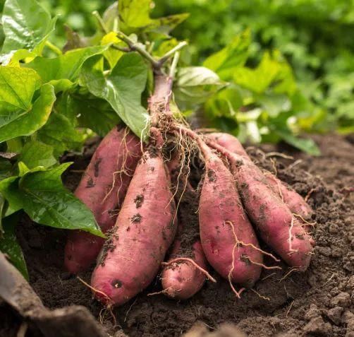 别称|同一物,天南地北的叫法竟差这么多