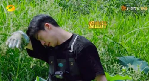  嘉宾|《向往》嘉宾效果大反转，许光汉砍柴割胶忙不赢，比彭昱畅还能吃