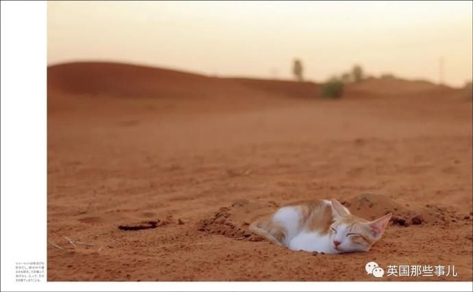  沙漠|霓虹妹子嫁到阿联酋，在5万平米的沙漠＂后院＂里养猫养骆驼?!