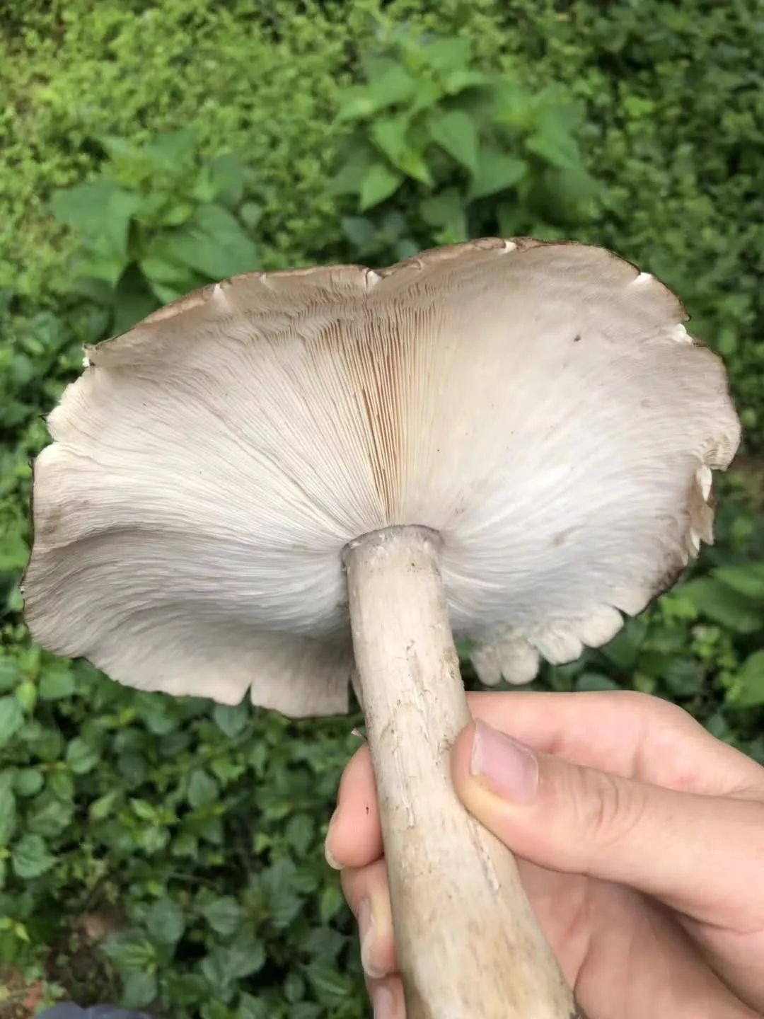  斗鸡|就问你晓得仁寿“斗鸡公”不？