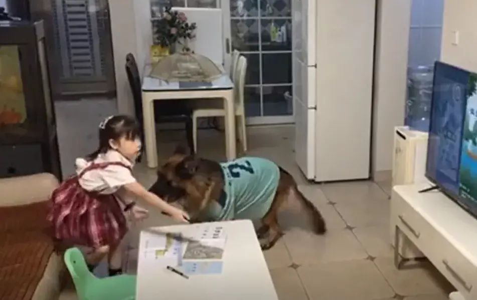妈妈|妈妈不在家，狗子和小主人竟然合谋干出这种事