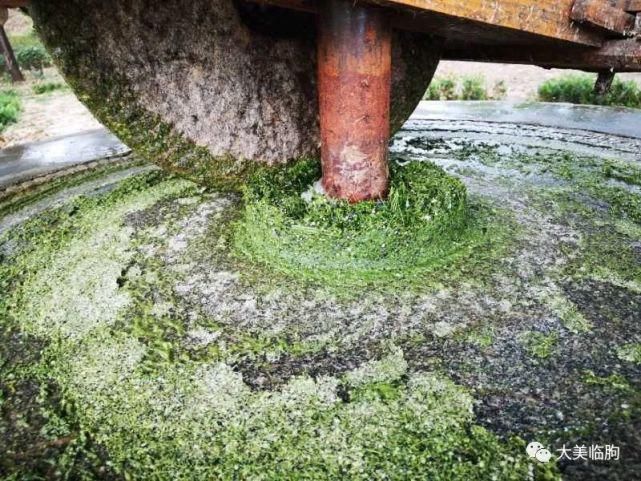 乡村|临朐、乡村、美食、熟悉的画面