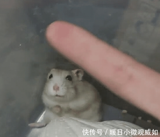 动作|主人常对仓鼠竖中指，两个月后再尝试，仓鼠一动作让主人笑喷