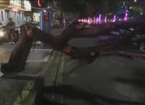  汽车|绿化树被刮倒，砸中两部汽车