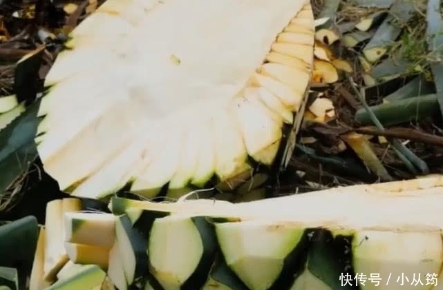 齐名|与“茅台”齐名的龙舌兰酒，为何卖得那么贵，让农场主告诉你答案