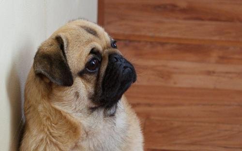  陌生人|长时间不遛狗，会造成什么后果？