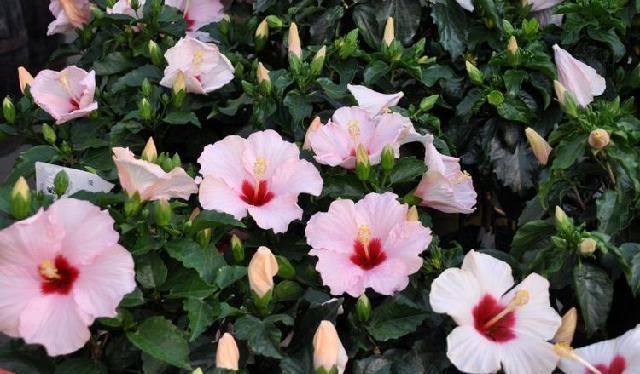 家宅|9月开始富贵入家宅，事业一飞冲天，美梦成真的四大属相