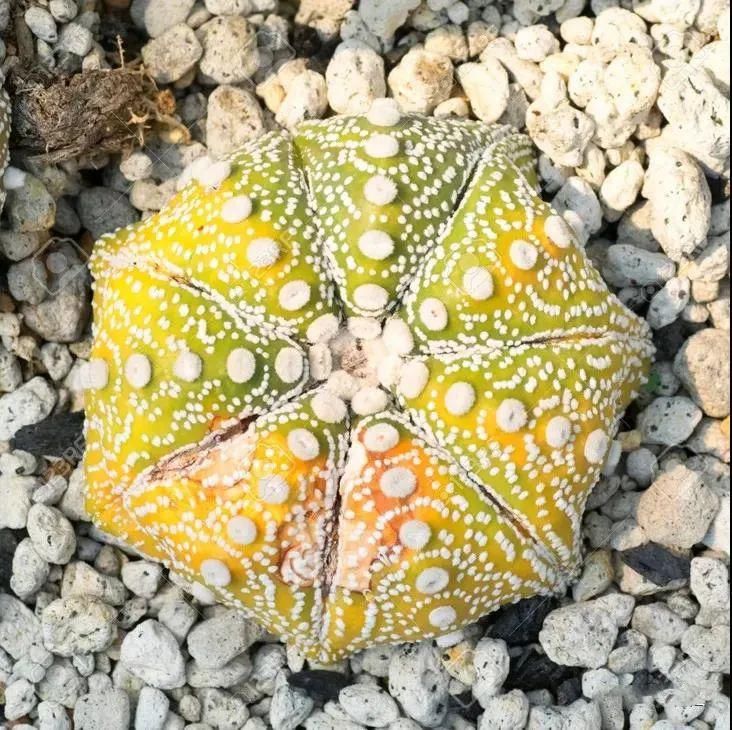  人养|每个人养肉人都应该学会鉴赏“兜”