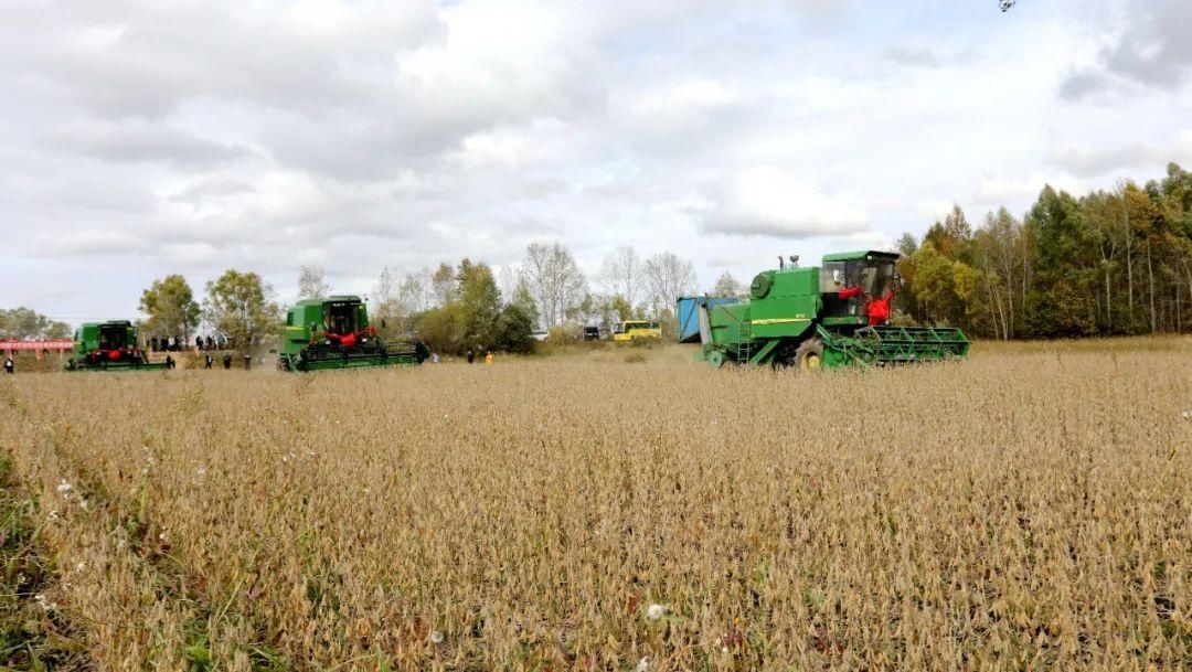 大兴安岭|兴安大地泛“金浪”，丰收的号角已吹响！