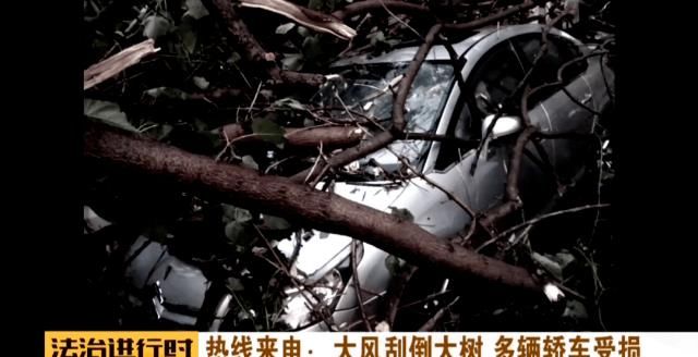  轿车|北京：小区突然刮大风，大树砸坏5辆轿车