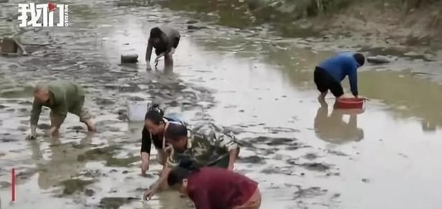  哄抢|20000斤猪肉翻车遭哄抢，连车门都被抬走：农村的恶，远不止如此