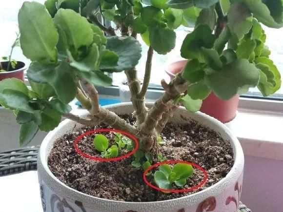 养成|最大的长寿老桩,7年时间,养成盆景!