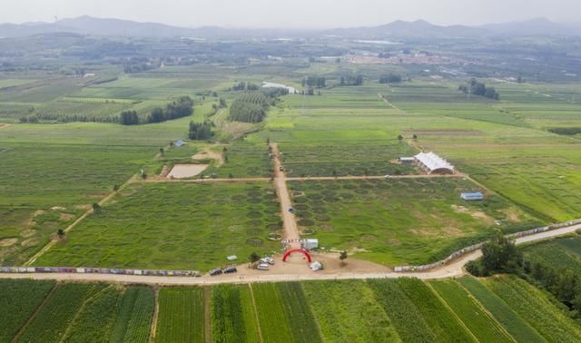  山镇|藏在宝山镇的美丽花园，不仅大丽花花开迷人眼，更有牡丹玉笑珠香