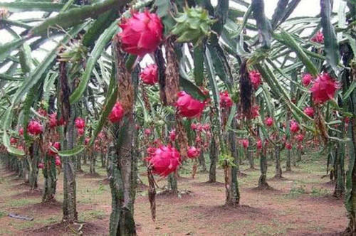 盆栽|5种水果的生长方式,菠萝和火龙果忍了,最后一种像种盆栽