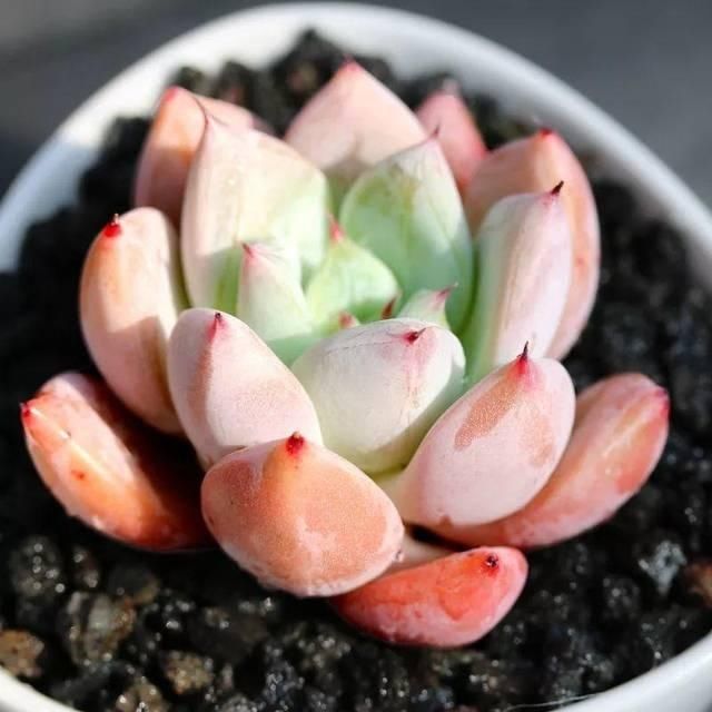  些多肉|多肉叶片出现一层白粉？恭喜