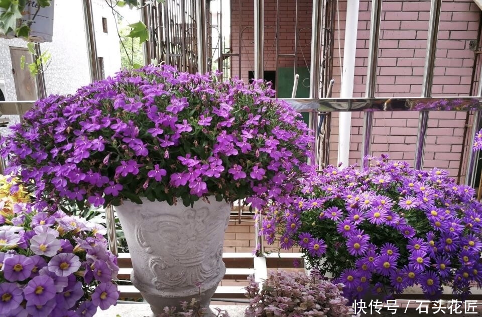 元缓释肥|会养花的人,在秋天必备“4种”肥料,适用所有花卉