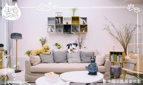 综艺|《汪喵物语》开播即火!悦己经济的时代就要来了