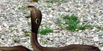  五步蛇|眼镜蛇和五步蛇谁的毒性最强，被咬伤谁更严重？