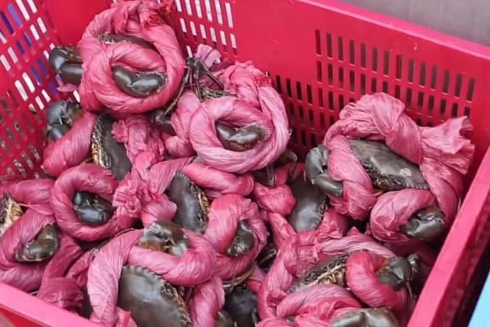 大叔|大叔挑扁担卖“绳子蟹”,10元一只,我买了5只,掰开后却后悔了