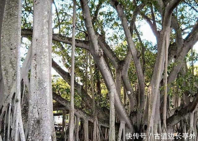  神秘|让人毛骨悚然的，10个犯罪谜团，和佛罗里达州神秘事件