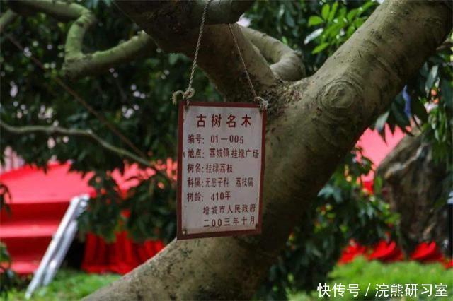 尚书|广东一天价荔枝,一颗55万,杨贵妃吃过,“母树”存活400年