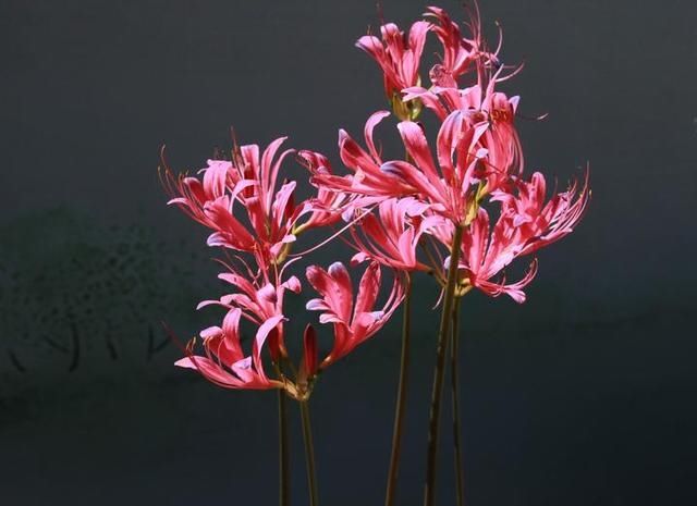  同步|美成梦中幻境！杭州这种花进入盛花期，2020植物园石蒜花展同步开启