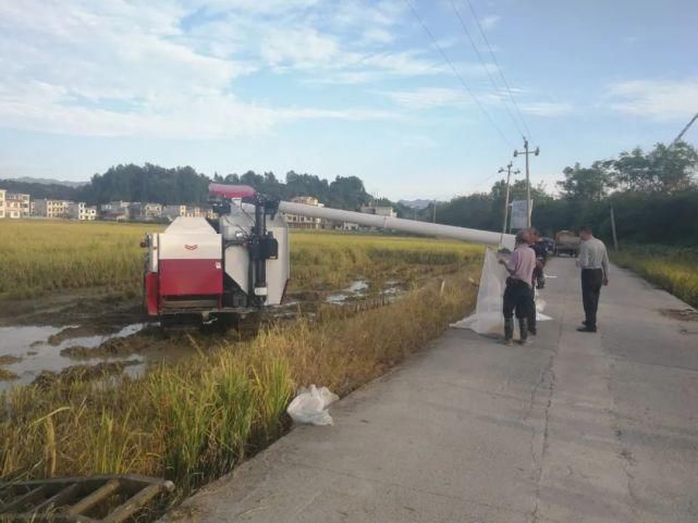  龙山|久雨终逢晴，龙山多地开启抢收水稻模式