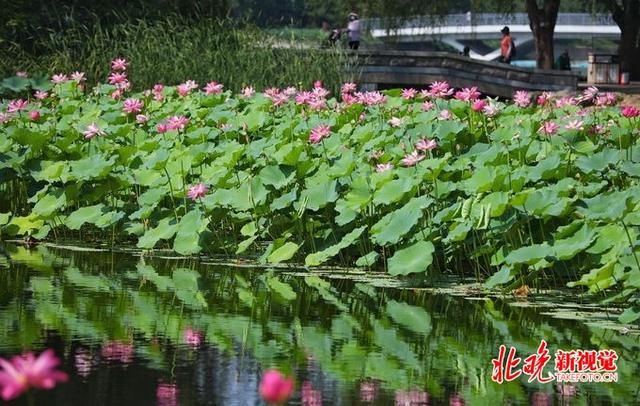 权威|专业气象台权威发布：今起京城炎热升级