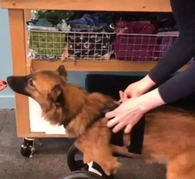  双腿|狗狗被主人砍断双腿，被救后帮助残疾人治愈，真的令人心疼到想哭