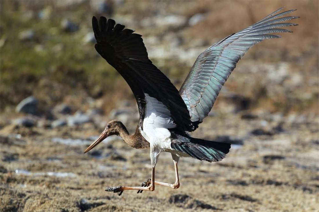 体弱|没良心的母黑鹳，啄伤体弱的幼鸟，还把它丢窝外，让苍鹭叼走